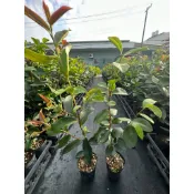 青山苗木園藝～小果苦茶苗3吋50-60公分$50/棵