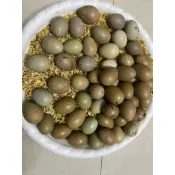 新開幕❤️蘆丁雞蛋（種蛋）