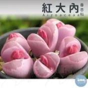 🌵✧植得栽✦【紅大內】單頭番杏科/石頭玉/屁屁玉/石頭花/生石花屬/屁屁石頭玉/多肉植物/多肉/園藝