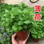 薄荷種子 綠薄荷 荷蘭薄荷 胡椒薄荷 清涼香草 陽台盆栽 新手必備 食用植物 泡茶 香料 驅蟲植物 多年生