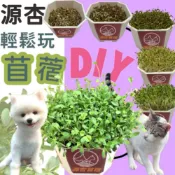 ✪小福袋✪源杏 輕鬆玩苜蓿一盆 栽培盒 精心挑選優質種子 貓草 DIY 生菜 點心 零食 小寵物 貓草