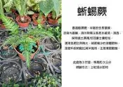 心栽花坊-蜥蜴蕨/期間限定/3吋/蕨類/觀葉植物/室內植物/綠化植物/售價60特價50