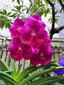 【元氣萬代蘭】 新進口 花型超美的大花紅蠟質萬代蘭588🌺🌸🌼  🌺🌸🌼
