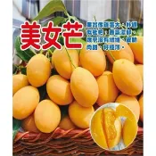 美女芒嫁接苗甜品係大果馬勇七 平地山坡皆適合種植