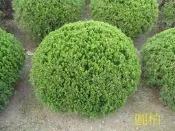 ╭＊田尾玫瑰園＊╯ 庭園用樹-(球型龍柏)40*40cm1000元