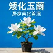 【台灣現貨】矮化玉蘭花6色可選 濃香室內外盆栽 陽台庭院觀賞花卉 可食用藥用植物 四季易種好養 種子