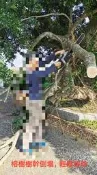42V 充電鏈鋸機 大全配 電動鏈鋸機 電鋸 使用大功率無刷馬達 16吋鏈條導板 引擎鏈鋸可參考 非STIHL
