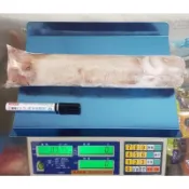 崁仔頂大軟絲／AAAAA等級／船上急速冷凍批發商／現貨