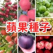 🥬🥑【蘋果種子】觀賞盆栽種子 家庭園藝 DIY種植 室內植物 迷你盆栽 種子小森林 綠化佈置 療癒小物 栽培套組