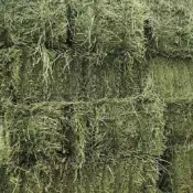 鎖鮮草捆25公斤 萌寵牧草 兔子草 提摩西一割 苜蓿 燕麥草 百幕達 青草香提升龍貓豚鼠荷蘭豬食慾