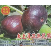 大土耳其 無花果 無花果枝條 嫁接 扦插 果苗 果樹 至少三牙起跳  出貨長短短粗細不分  完美主義者請他處購買