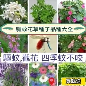 ✔💥【驅蚊草種子】強效驅蚊蟲 薄荷 九層塔 萬壽菊 驅蚊草 驅蚊艾草  九里香 迷失香 驅蚊薄荷 香草羅勒 除蟲菊 大全