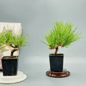 植物空間 黑松3.5吋 五葉松3.5吋 造型黑松 造型五葉松 室外植物