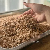 金蘭花園🏷️  沙漠玫瑰種子 50顆入 單瓣 沙漠玫瑰 粉色 紅色 白色 懶人植物 戶外植物