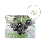(店+)【蔬菜之家】G89-1.黑美人紫番茄種子10顆果實顏色獨特。定植後約75天可採收果菜類種子