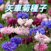台灣現貨 【矢車菊種子】 藍芙蓉 車菊草 易種四季開花 陽台花園盆栽 蜜源植物 花茶可用 耐熱耐寒 新手友善