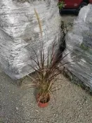 ╭＊田尾玫瑰園＊╯水生植物-(紫葉狼尾草)6吋3尺200元