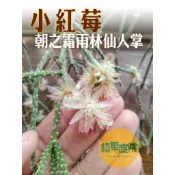 綠果庭院-雨林仙人掌 小紅莓 朝之霜 紅果仙人棒 毛果葦  Rhipsalis pilocarpa 多肉植物