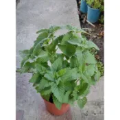 貓薄荷5吋盆特價130元