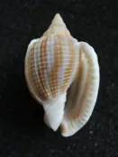 【Steven貝殼小屋】Phalium flammiferum 條紋鬘螺(小巧可愛) 菲律賓 產