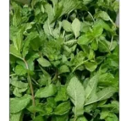 所有總金額未滿500元不出貨～薄荷葉（現貨，六日固定休請別下單）50克裝，總金額未滿500元不出貨