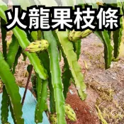 【農會貨】火龍果枝條 紅龍果枝條 火龍果苗 紅龍果苗 火龍果嫁接砧木 多肉植物嫁接砧木