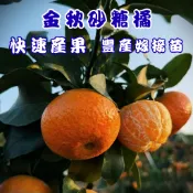 【金秋砂糖橘】快速產果 矮化嫁接苗 果樹盆栽 陽台果園 水果苗 果樹苗 柑橘類 砂糖橘 砂糖橘苗
