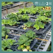 【欣榮二館免運】2.5寸 草莓 淡雪 雪兔 雪芹 露之水滴 菊池糖蜜 黑金剛 帝王紅 紅冠 白草莓 草莓 草莓苗