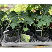 一禪種苗園-果肉飽滿細緻是台灣早期的品種〈日昇木瓜苗〉水果苗-3吋盆/古早味多層次香甜口感/果型小巧受小家庭喜愛