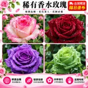 台灣現貨🌹【13款玫瑰花苗】🌹稀有玫瑰花苗 玫瑰花苗 玫瑰花種苗 老樁盆栽玫瑰四季開花室內外陽台盆栽陽光 基地直發
