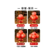 (店+)HL奪冠蓮花供果盤貢盤佛堂擺供塑料高腳水果盤拜拜盤子敬神貢品專用盤子買九送一