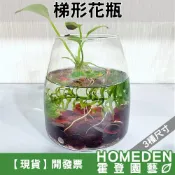 (店+)梯形花瓶 水耕瓶 生態瓶 玻璃瓶 玻璃杯【HOMEDEN霍登園藝】