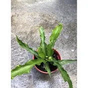 波浪 山蘇｜3吋盆～空氣淨化蕨類植物⋯