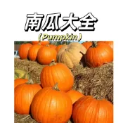 嘉義現貨（15款四季南瓜種子）（貝貝南瓜栗子南瓜奶油南瓜）超粉糯甜面爬藤老品種南瓜高產蔬菜果菜種子