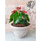 9吋歐式浮雕塑膠盆-Urn款 仿水泥盆 仿陶盆 多肉觀葉塊根植物 花盆容器 塑膠花盆 盆栽 花器 杜鵑玫瑰月季盆
