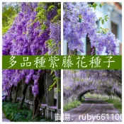 🌵【各種紫藤花種子】 爬藤攀援庭院紫花四季開花盆栽紫藤蘿瀑布耐寒耐熱戶外觀花種子