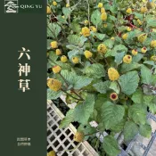 【青嶼】六神草｜台灣民間草本植物｜香草系綠植｜自然系草本｜庭園地被植物｜野趣植栽
