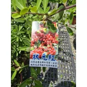 李家果苗 狀元紅 6吋盆 景觀樹 高度40-50公分 特價200元