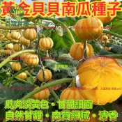 黃金貝貝南瓜種子 迷你南瓜 貝貝南瓜 一口南瓜 栗子南瓜 家庭菜園 陽台盆栽 瓜果種子 爬藤植物 庭院栽種 自種蔬菜