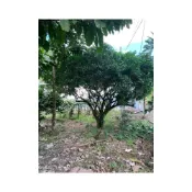 (店+)苔鑽🍀❗️50年大樹，可議價❗️七里香 /開花漂亮/芸香科/九里香屬植物/灌木/觀葉植物/花卉/盆栽/田園/環境美化