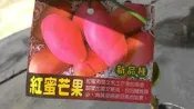 花田厝 水果苗 ** 紅蜜芒果 ** 4吋盆/高30-40cm/果肉細緻紮實 OvO