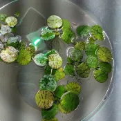 豹紋圓心萍  蘋果萍 圓心萍 水芙蓉 耳葉萍  浮萍 迷你水芙蓉 青萍 紫萍 一葉蓮 槐葉萍塊葉萍浮蘚玫瑰水芙蓉 紅毛丹