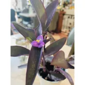 《小園丁》紫錦草（3寸盆）開花植物、喜光植物，紫鴨跖草、