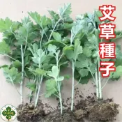 艾草種子 台灣艾 端午艾 艾絨原料 驅蚊植物 藥用植物 多年生香草 民俗植物 艾草粿 居家盆栽 青草茶 養生保健 艾灸