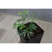 眉刷蕨(擇優出)| Actiniopteris semiflabellata| 小型蕨類 | 室內觀賞植物| 盆栽植物|