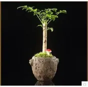 緹娜嚴選 tinaestore 【花盆-雙耳獸首石臼-紫砂-直徑9.3*高8.9cm-底徑4.8cm-1套/組】心淘 多肉植物 內掛釉 宜興紫砂小花盆水培土培可選-7501032