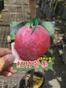 ╭＊田尾玫瑰園＊╯水果苗--(紅竹芒果)高70cm200元
