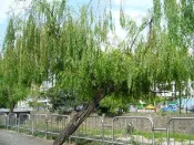 ╭＊田尾玫瑰園＊╯ 庭園用樹(垂柳)-楊柳