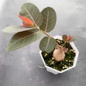 ↠有植感↞ ▮奇異油柑▮  塊根植物 塊根