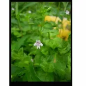 妞妞花園 水族水草 心葉水薄荷 枝條一支3元